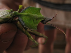 Idolomantis diabolica