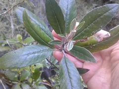 Brachyglottis laxifolia