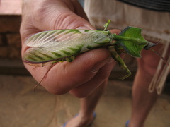 Idolomantis diabolica