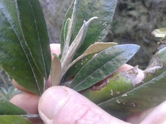 Brachyglottis laxifolia