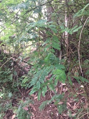 Senegalia berlandieri