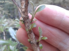 Brachyglottis laxifolia