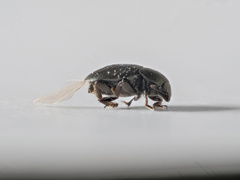 Brassicogethes aeneus