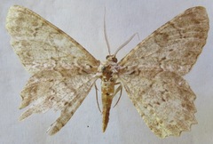 Epimecis subroraria