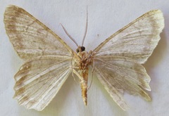 Epimecis subroraria