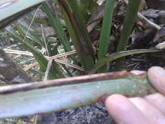 Phormium