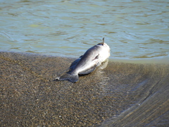 Ictalurus
