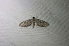 Eupithecia nanata