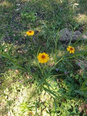 Helenium quadridentatum