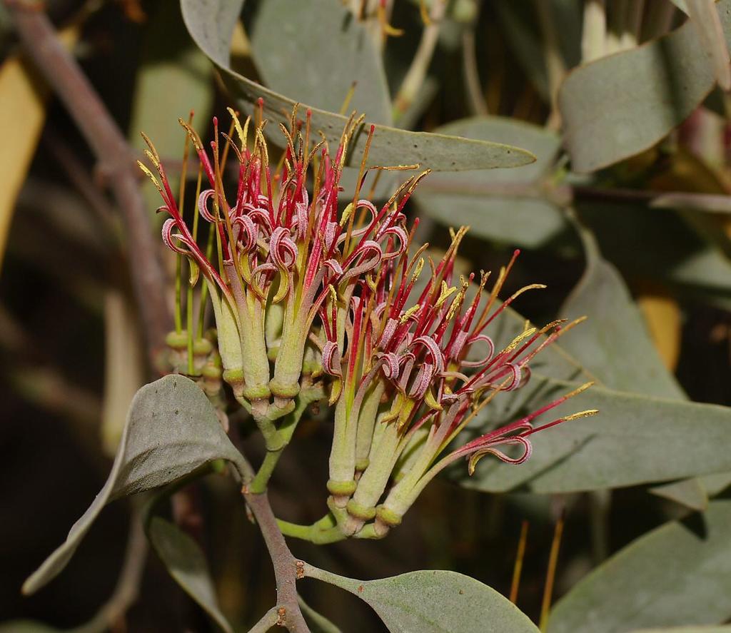 grey mistletoe
