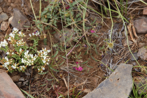 Image of Hermannia coccocarpa by (c) Tony Rebelo, some rights reserved (CC BY-SA)