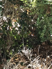 Zonotrichia albicollis