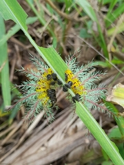 Automeris belti