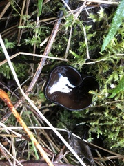 Pseudoplectania vogesiaca