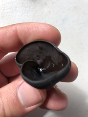 Pseudoplectania vogesiaca