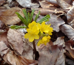 Gymnospermium smirnowii