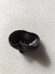 Pseudoplectania vogesiaca