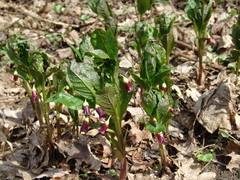 Scopolia caucasica