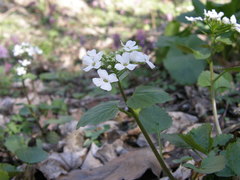 Pachyphragma macrophyllum