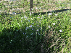 Raphanus raphanistrum raphanistrum