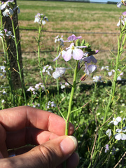 Raphanus raphanistrum raphanistrum