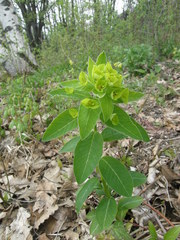 Euphorbia squamosa