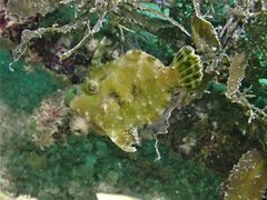 Acreichthys tomentosus