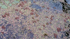Azolla caroliniana