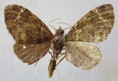 Hammaptera improbaria