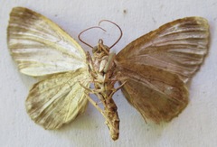 Hammaptera improbaria