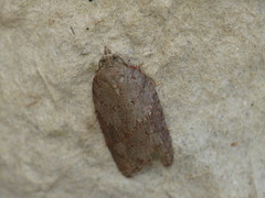 Acleris sparsana