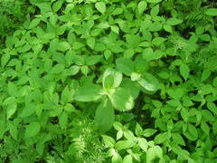 Hylotelephium maximum maximum