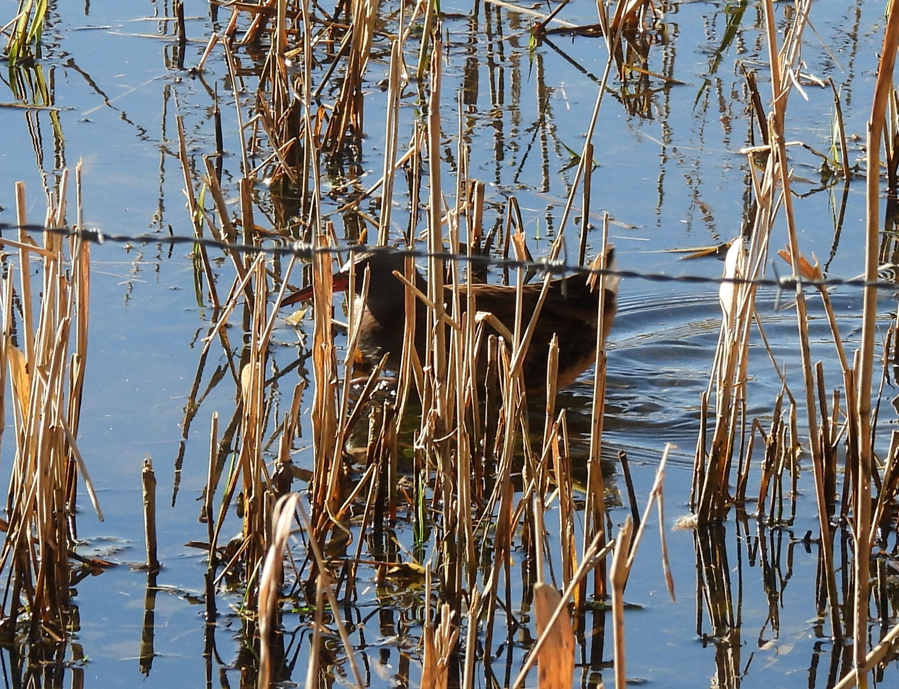 Water Rail