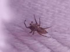 Salticidae