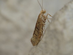 Ypsolopha alpella