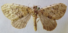Hammaptera requisitata