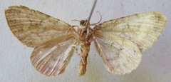 Hammaptera requisitata