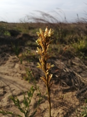 Schiekia orinocensis