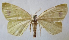 Himeromima aulis
