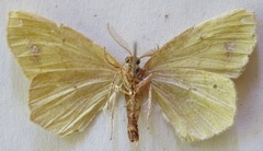 Himeromima aulis