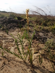 Schiekia orinocensis