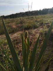Schiekia orinocensis