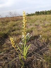 Schiekia orinocensis