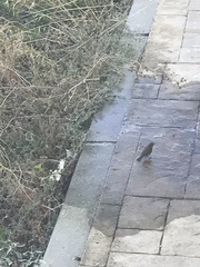 Phylloscopus collybita