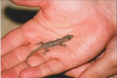 Hemidactylus frenatus