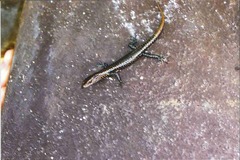 Cryptoblepharus poecilopleurus