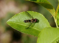 Meligramma triangulifera