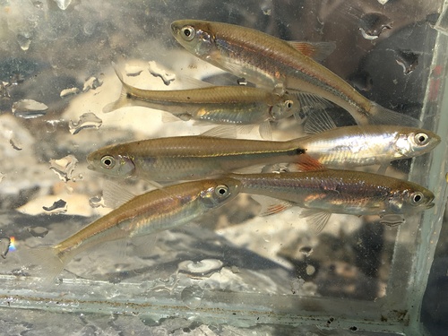 Blacktip shiner (Lythrurus atrapiculus) — Cyprinidae — 3