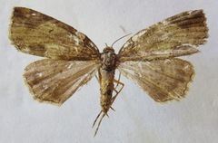 Ischnopteris bryifera