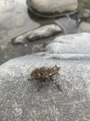 Rhynchodes ursus